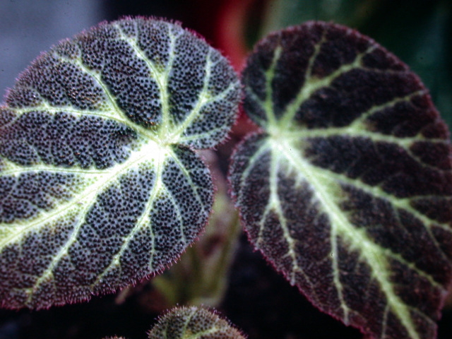 B. decora